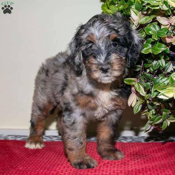 Kerri, Mini Bernedoodle Puppy